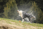 blue-merle Border Collie
