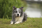 blue-merle Border Collie