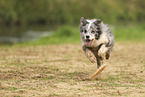 blue-merle Border Collie