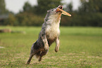 blue-merle Border Collie