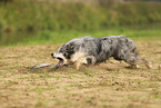 blue-merle Border Collie