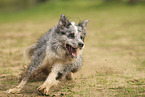 blue-merle Border Collie