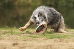 blue-merle Border Collie