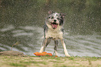 blue-merle Border Collie