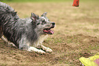 blue-merle Border Collie