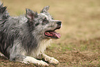 blue-merle Border Collie