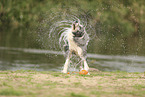 blue-merle Border Collie