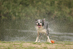 blue-merle Border Collie