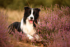 black-white Border Collie