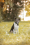 Border Collie