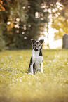Border Collie