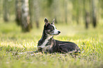 female Border Collie