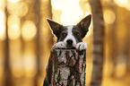 female Border Collie