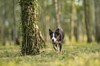 female Border Collie