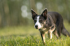 female Border Collie