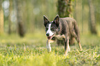 female Border Collie