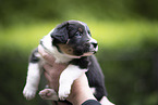 Border Collie puppy