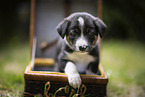 Border Collie puppy
