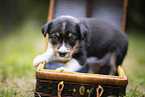 Border Collie puppy