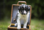 Border Collie puppy