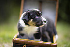Border Collie puppy