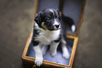 Border Collie puppy
