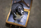 Border Collie puppy
