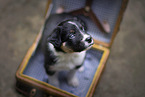 Border Collie puppy