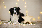 Border Collie in christmas decoration