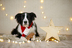 Border Collie in christmas decoration