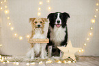 Border Collie in christmas decoration