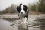 Border Collie