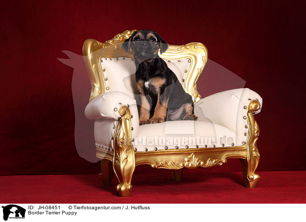 Border Terrier Welpe / Border Terrier Puppy / JH-08451