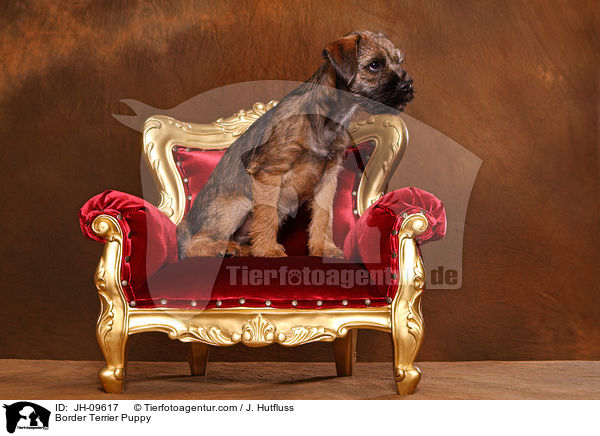 Border Terrier Welpe / Border Terrier Puppy / JH-09617