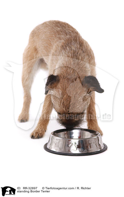 stehender Border Terrier / standing Border Terrier / RR-32897