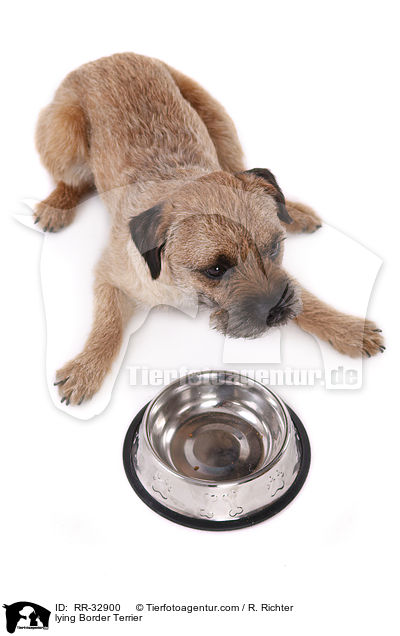 liegender Border Terrier / lying Border Terrier / RR-32900