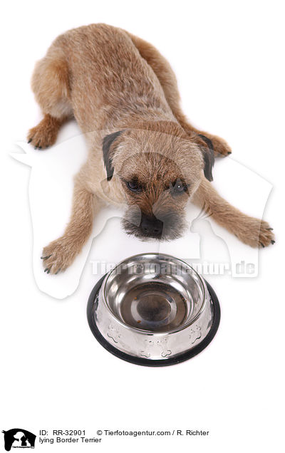 liegender Border Terrier / lying Border Terrier / RR-32901