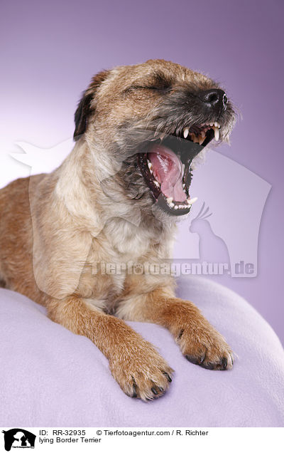 liegender Border Terrier / lying Border Terrier / RR-32935