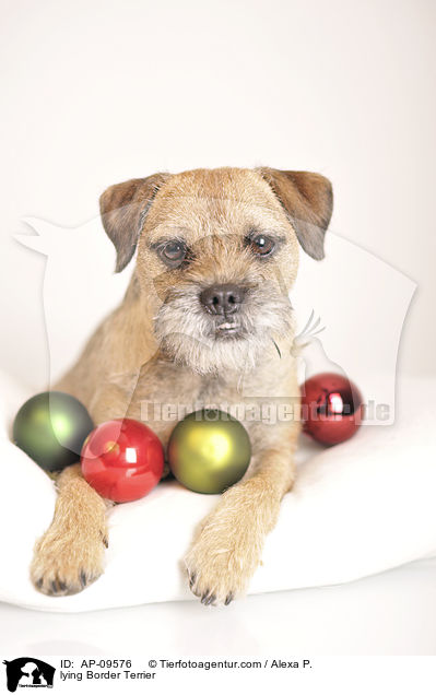 liegender Border Terrier / lying Border Terrier / AP-09576
