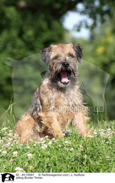 sitzender Border Terrier / sitting Border Terrier / JH-15997