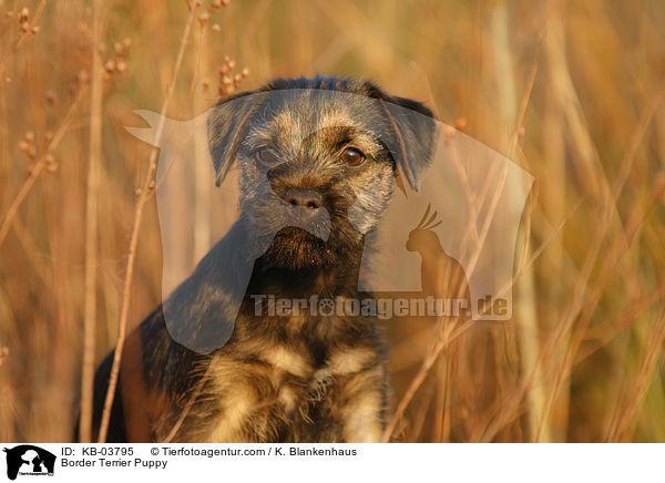 Border Terrier Welpe / Border Terrier Puppy / KB-03795