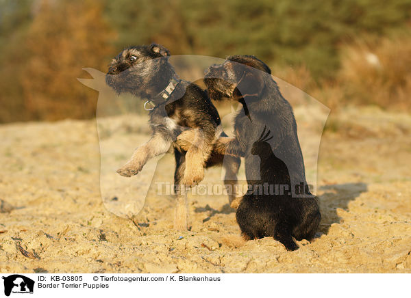 Border Terrier Puppies / KB-03805