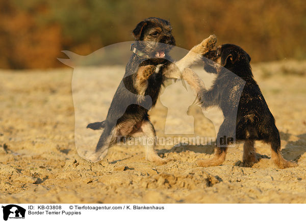 Border Terrier Puppies / KB-03808