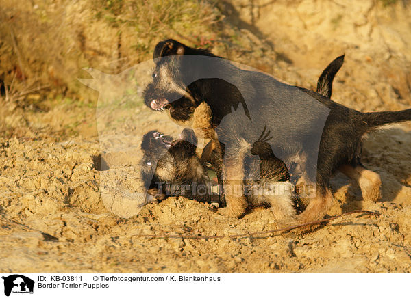 Border Terrier Puppies / KB-03811