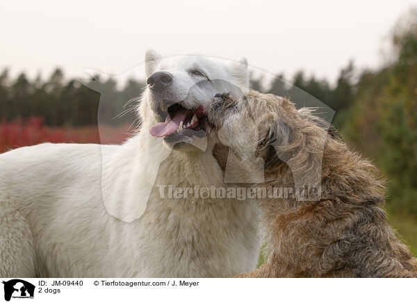 2 dogs / JM-09440