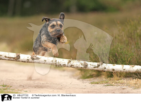 Border Terrier im Sommer / Border Terrier in summer / KB-07722