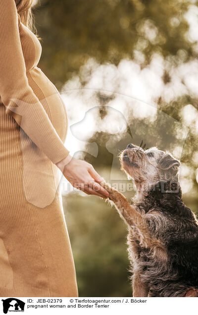 Schwangere und Border Terrier / pregnant woman and Border Terrier / JEB-02379