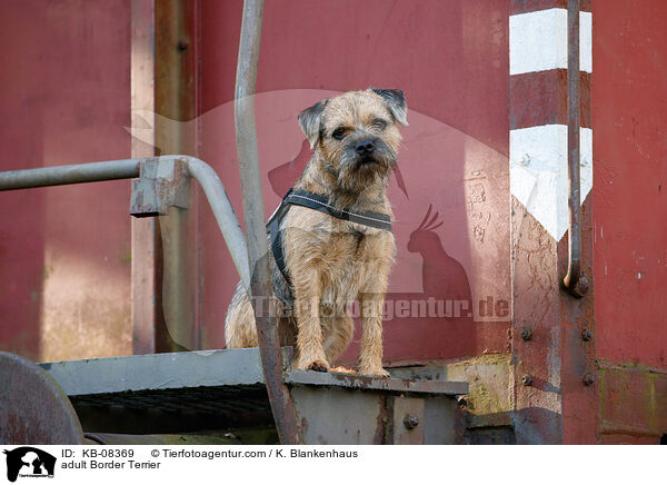 ausgewachsener Border Terrier / adult Border Terrier / KB-08369