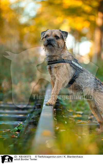 ausgewachsener Border Terrier / adult Border Terrier / KB-08373