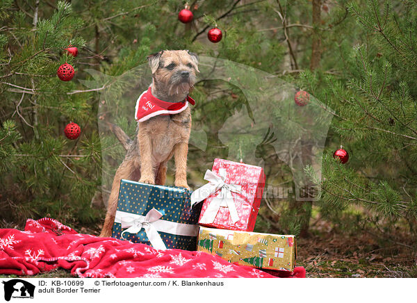 adult Border Terrier / KB-10699